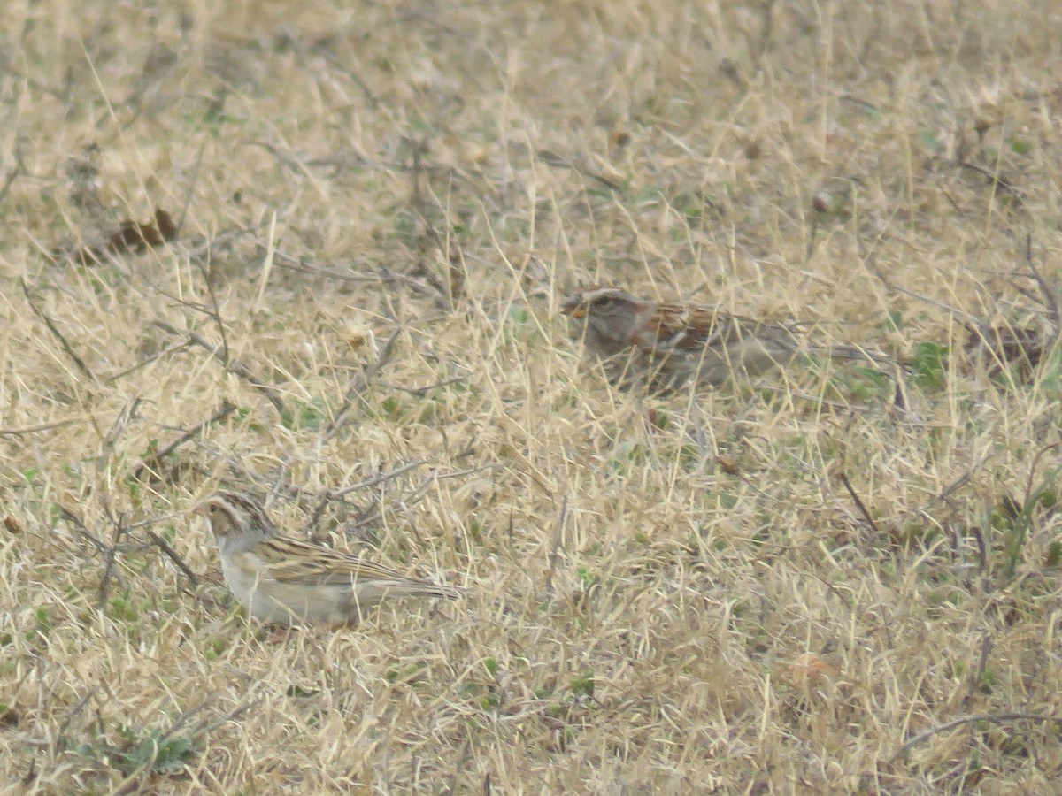Clay-colored Sparrow - ML97530111