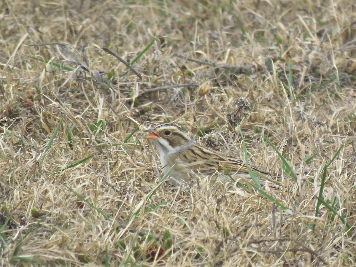 Clay-colored Sparrow - ML97530121