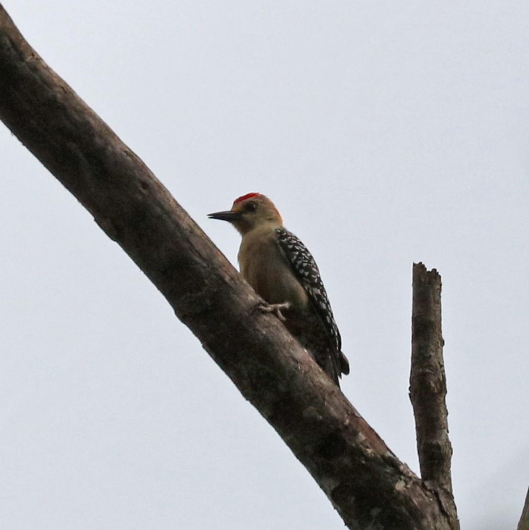 Red-crowned Woodpecker - ML97540831