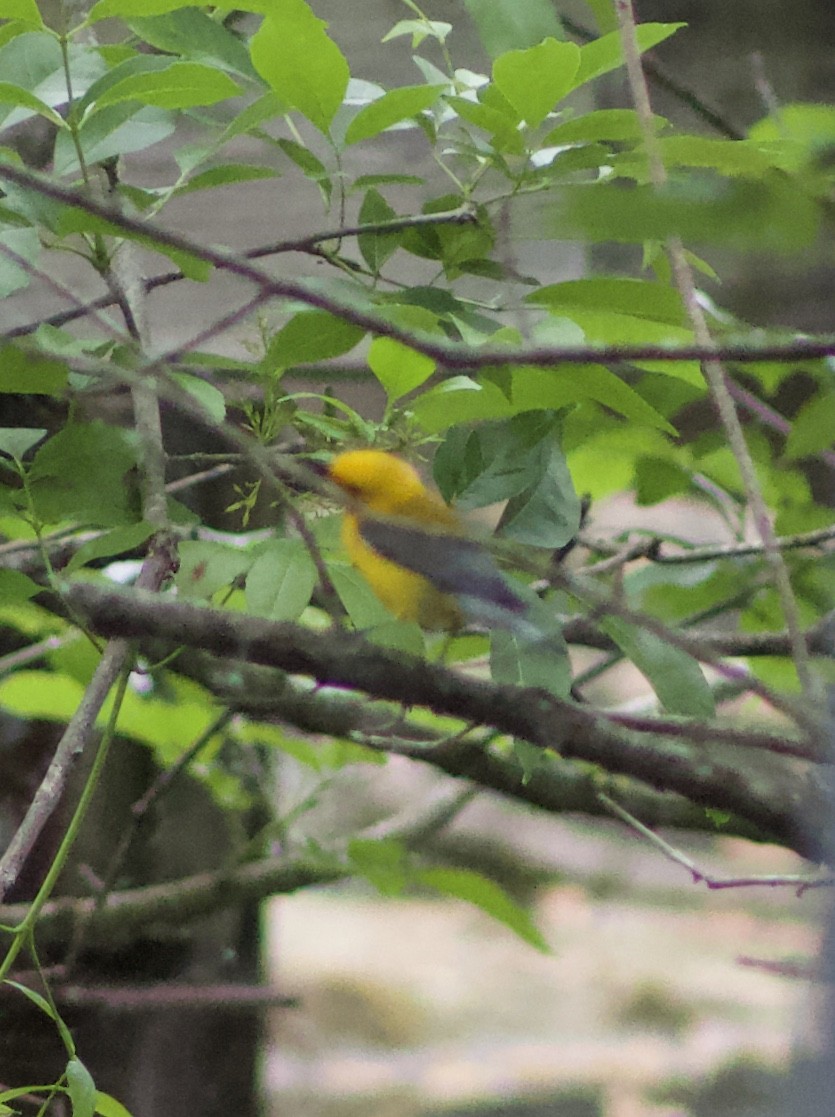 Prothonotary Warbler - Claire Jordan