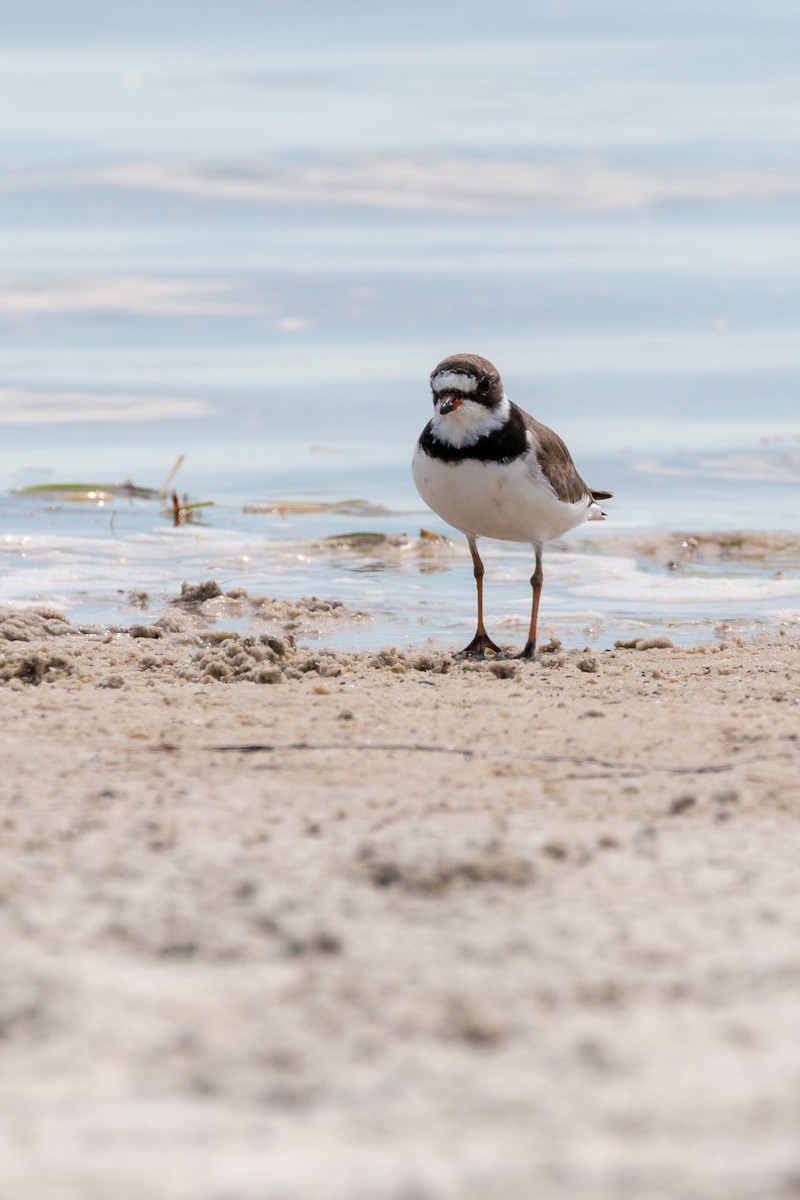 Semipalmated Plover - ML97544891