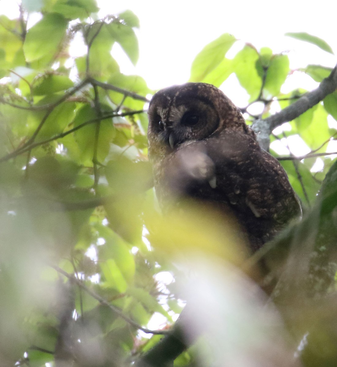 Himalayan Owl - Myles McNally