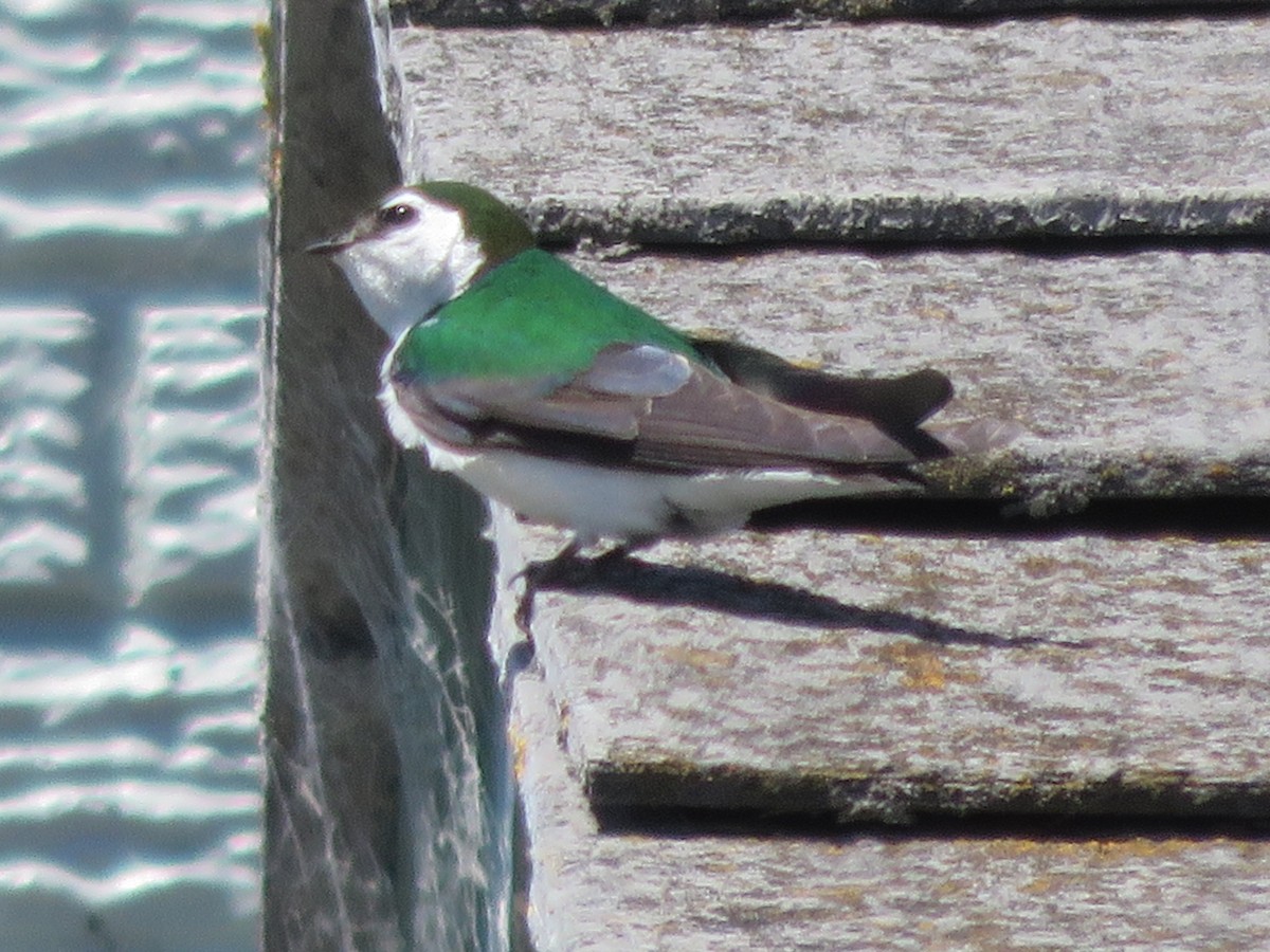 Violet-green Swallow - Kent Forward