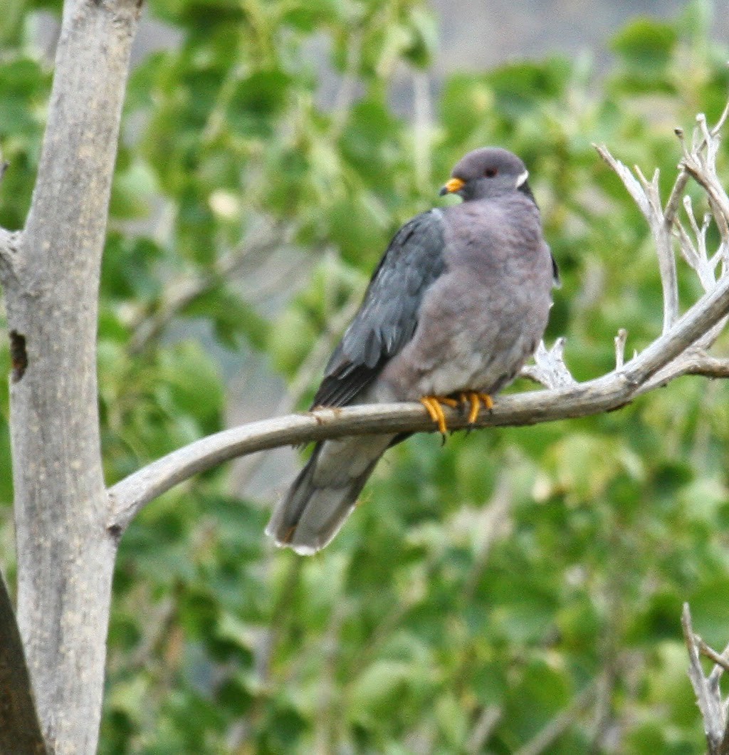 Band-tailed Pigeon - Carolyn Ohl, cc