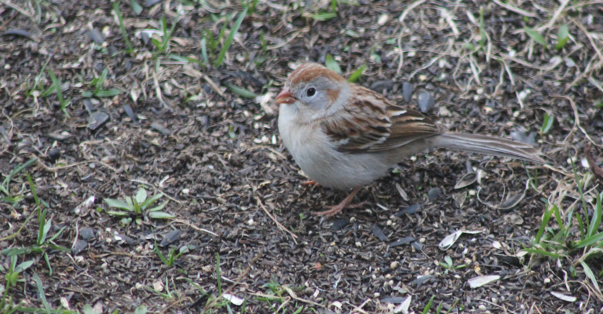 Field Sparrow - John Garver