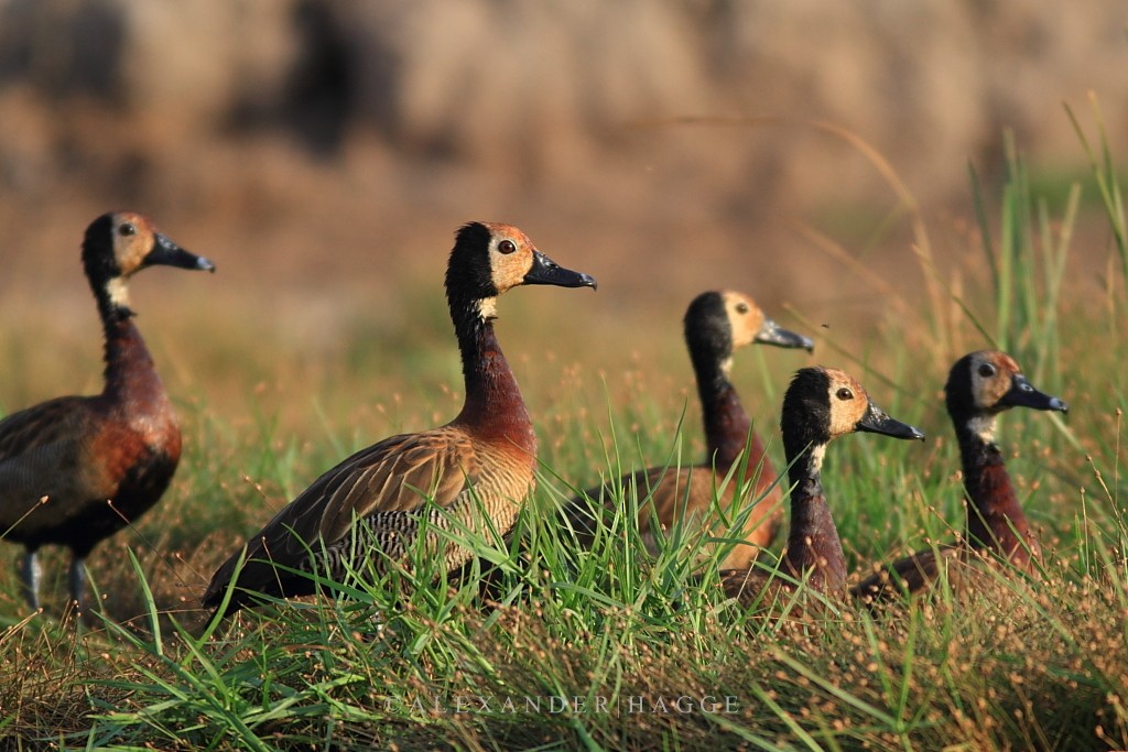 White-faced Whistling-Duck - Alexander Hagge