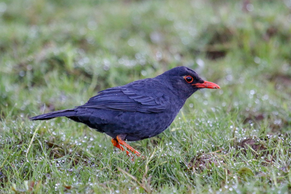 Indian Blackbird (Sri Lanka) - Tommy Pedersen