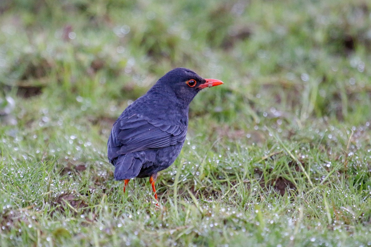 Indian Blackbird (Sri Lanka) - ML97550741