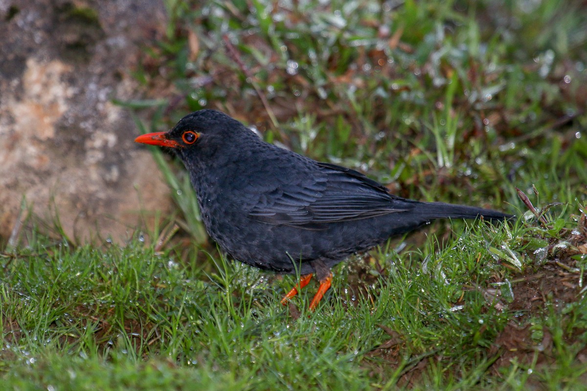 Indian Blackbird (Sri Lanka) - ML97550751