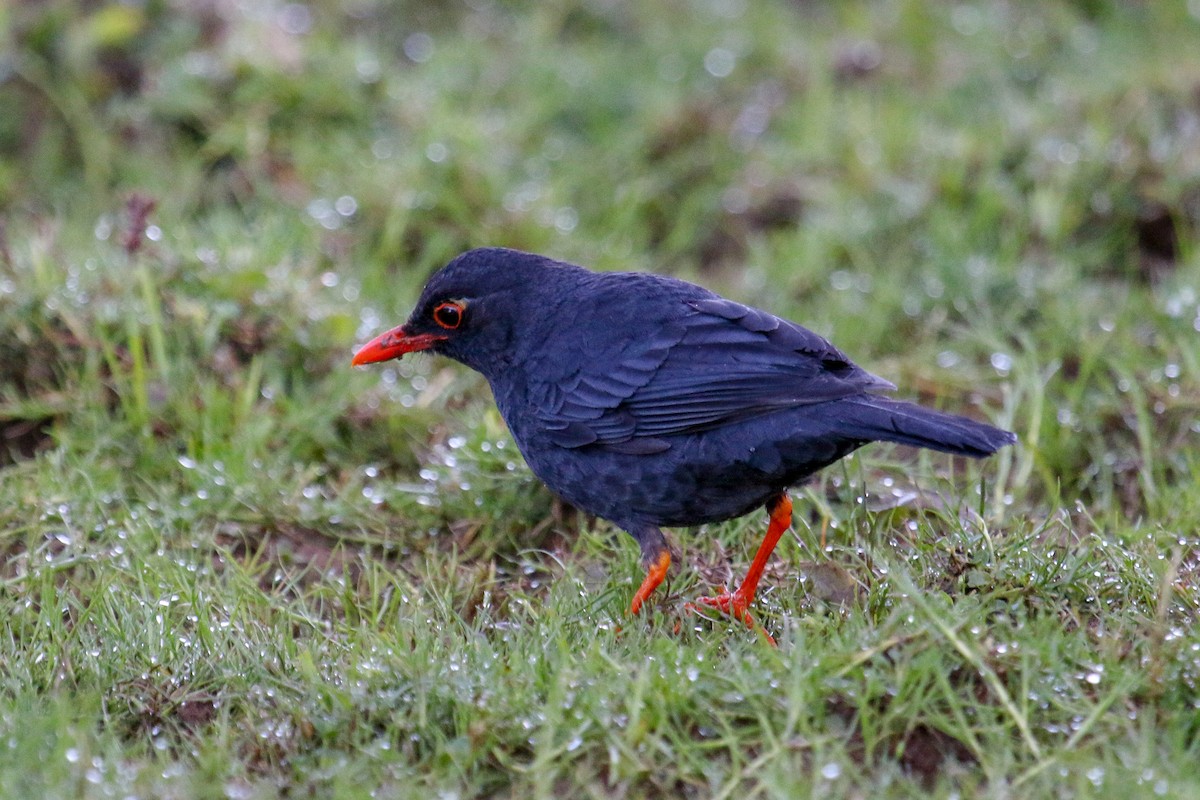 Indian Blackbird (Sri Lanka) - ML97550811