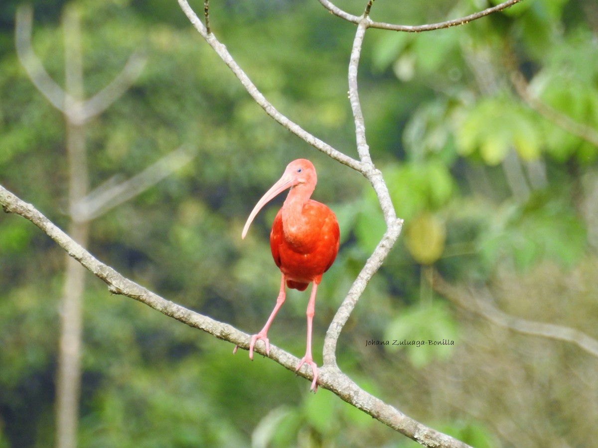 Scarlet Ibis - Johana Zuluaga-Bonilla