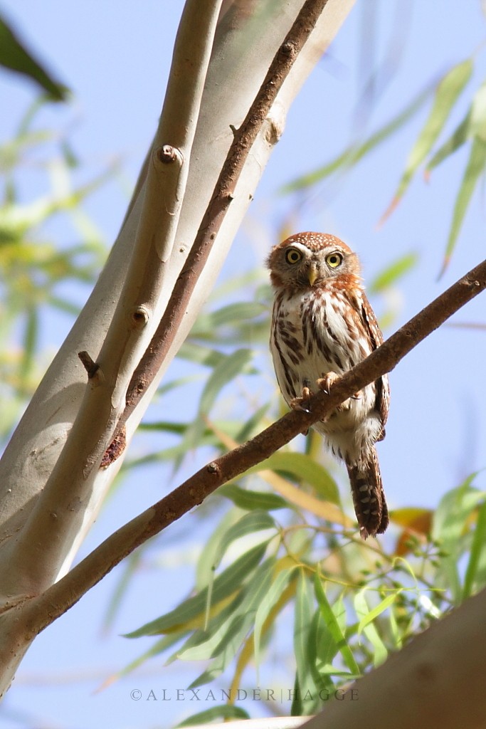 Pearl-spotted Owlet - Alexander Hagge