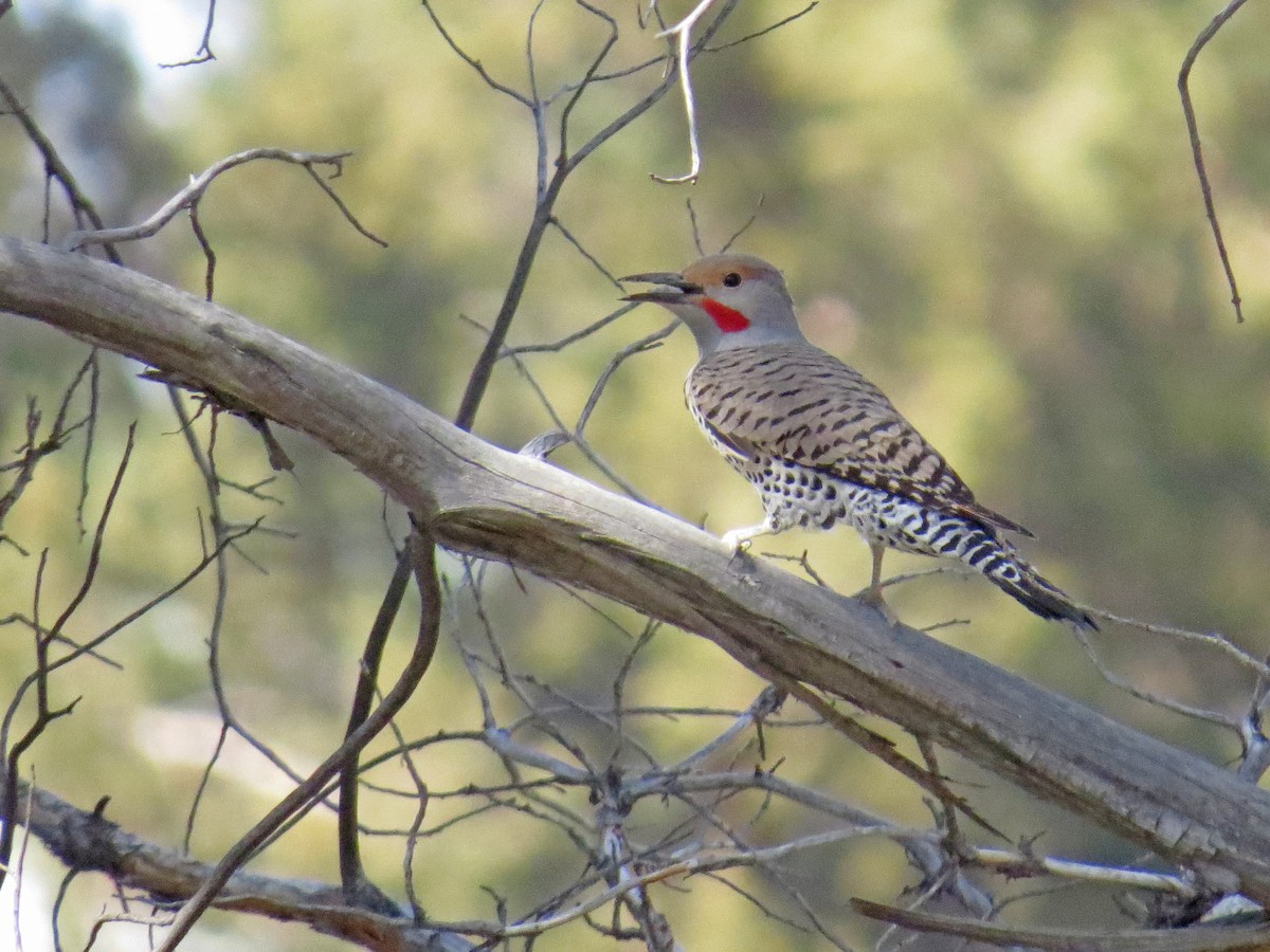 Northern Flicker (Red-shafted) - ML97552861