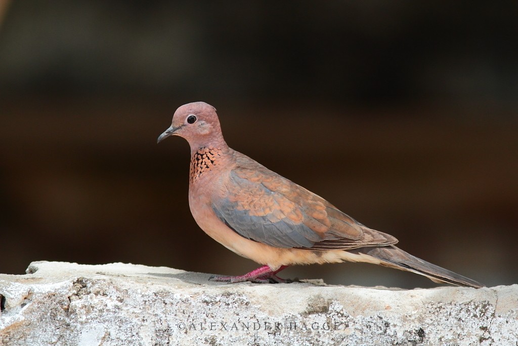 Laughing Dove - ML97552911