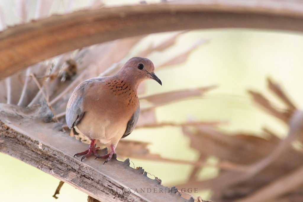 Laughing Dove - Alexander Hagge