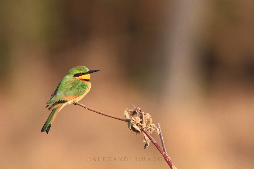 Little Bee-eater - ML97553291