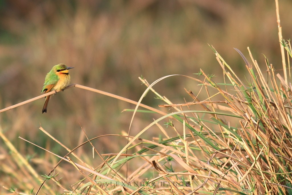 Little Bee-eater - ML97553311
