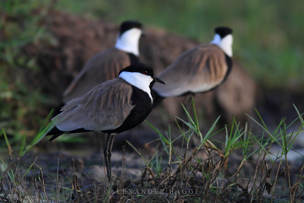 Spur-winged Lapwing - ML97553591