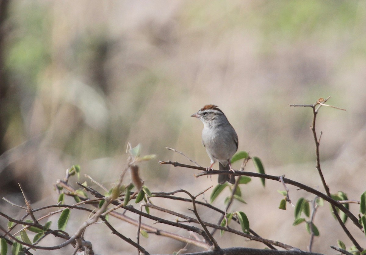 Chipping Sparrow - ML97553991
