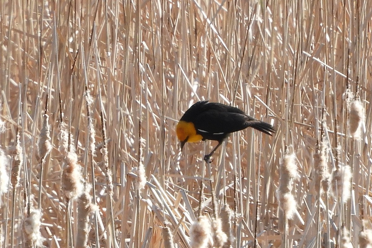 Yellow-headed Blackbird - ML97554501