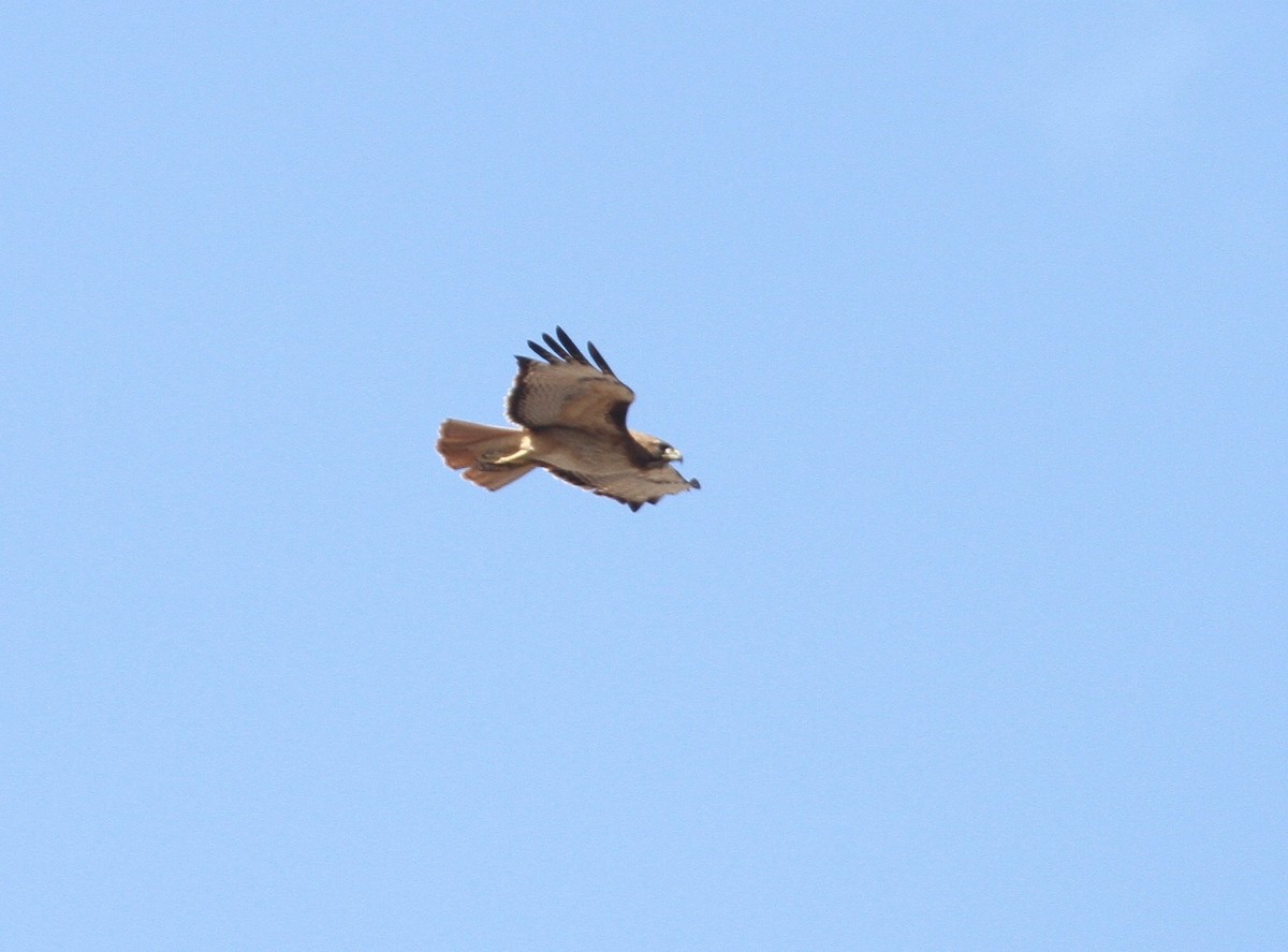 Red-tailed Hawk - ML97554881