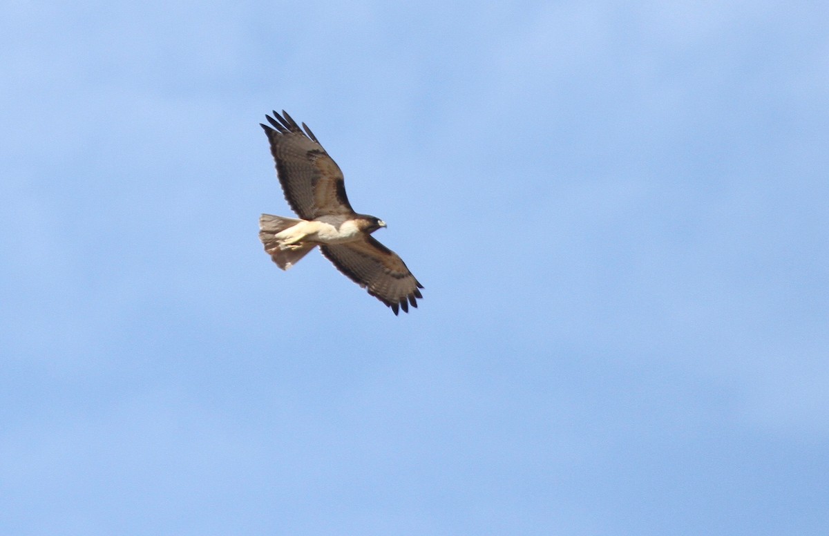 Red-tailed Hawk - ML97555001