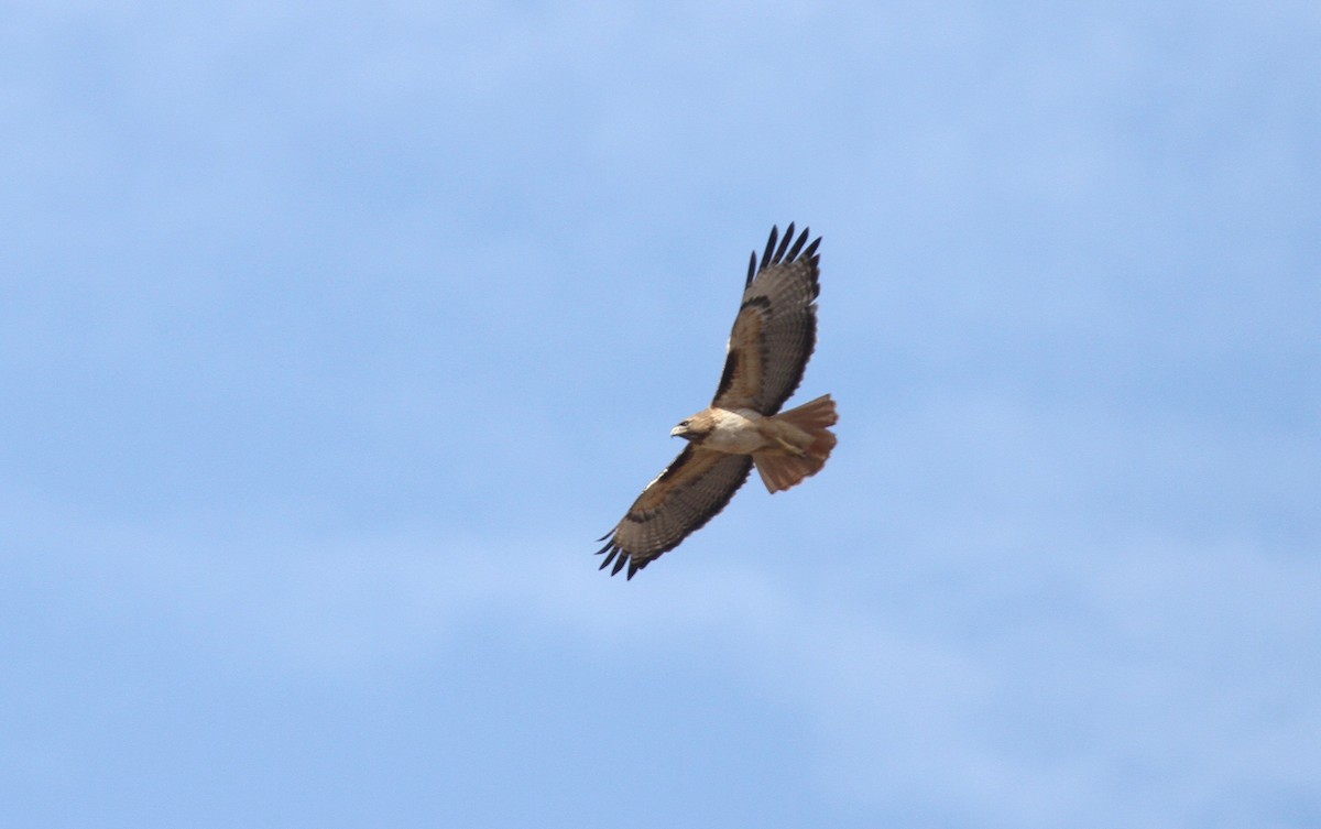Red-tailed Hawk - ML97555081