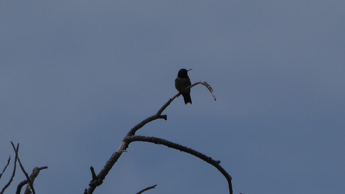 Black-chinned Hummingbird - Mark Burns
