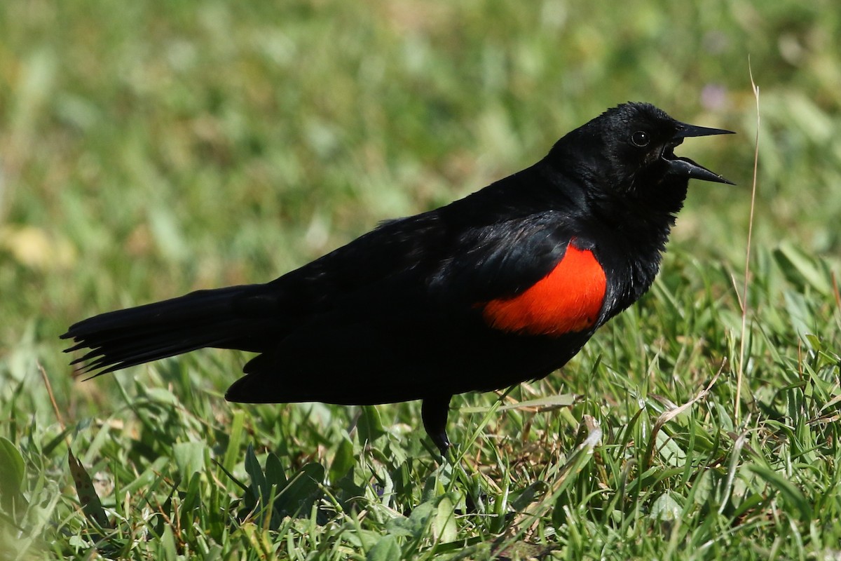 Red-winged Blackbird (California Bicolored) - David Yeamans