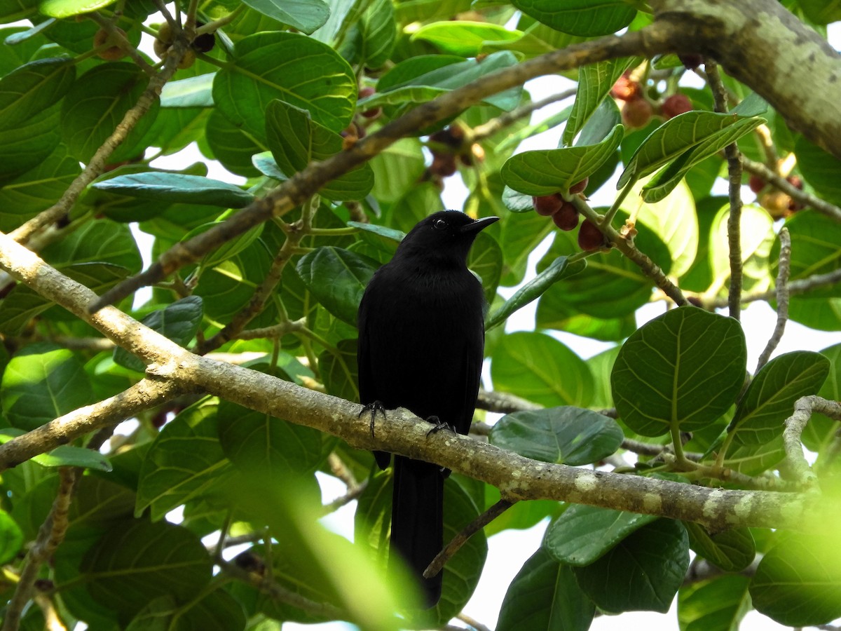 Black Catbird - Luis Trinchan