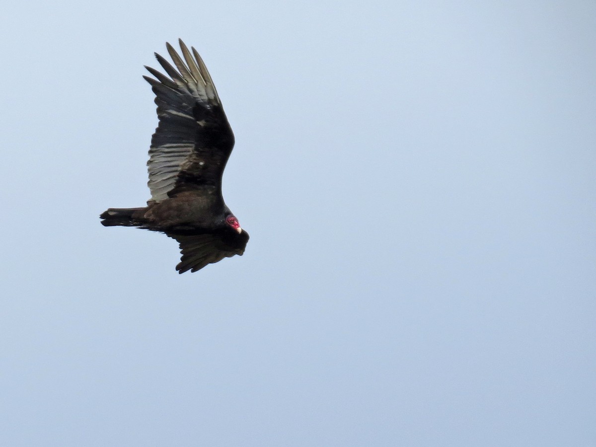 Turkey Vulture - ML97558371