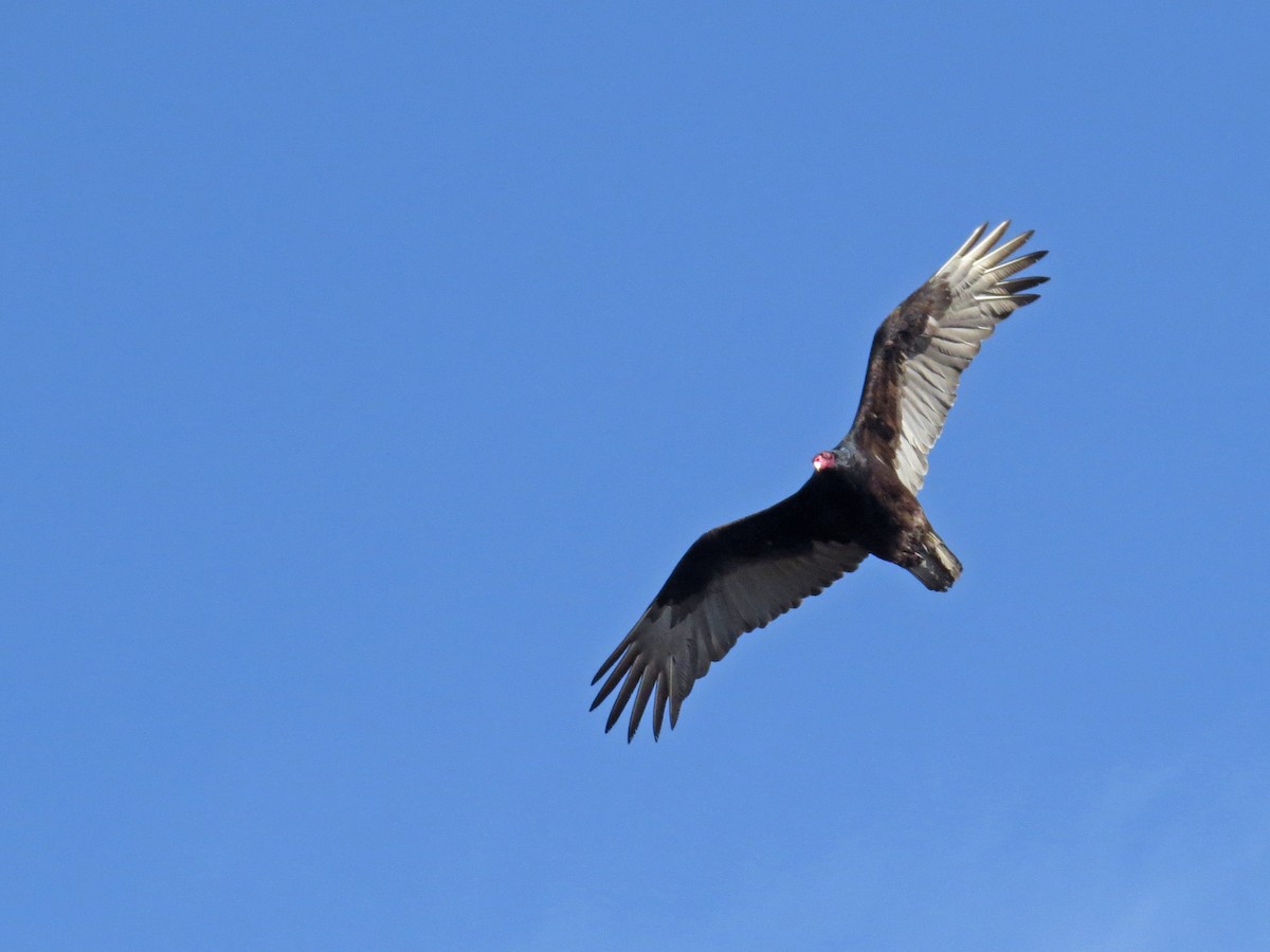 Turkey Vulture - Ian Hearn