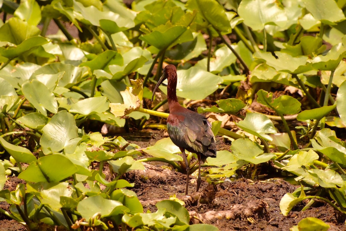 Glossy Ibis - Nancy & Alec Coull