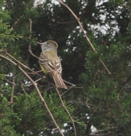 Great Crested Flycatcher - ML97562021