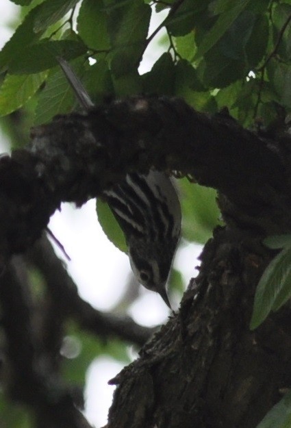 Black-and-white Warbler - ML97562131