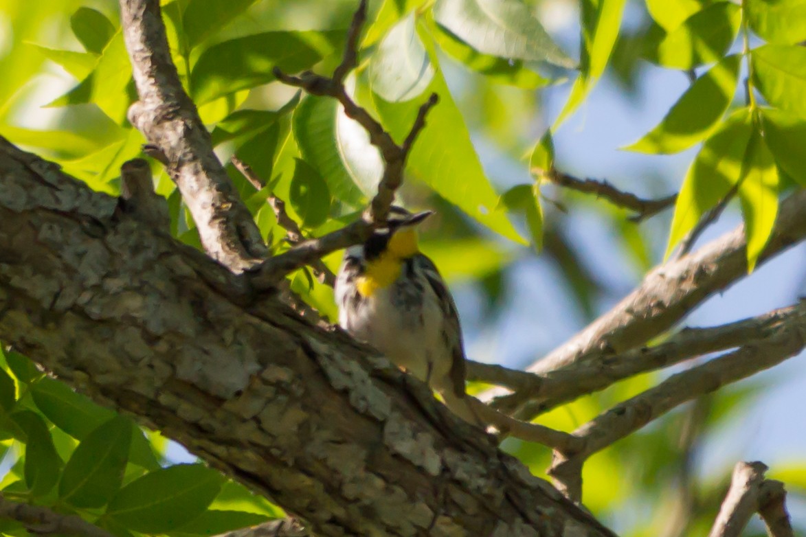 Yellow-throated Warbler - ML97562301