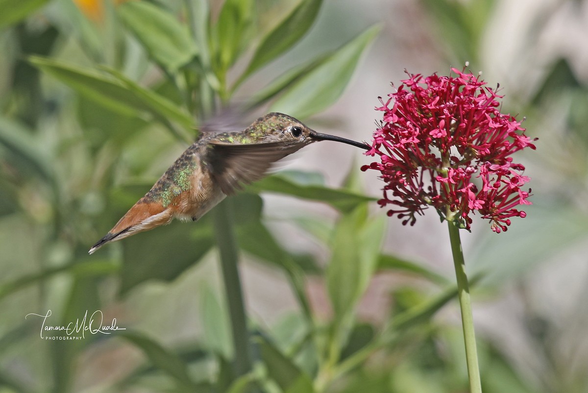 Allen's Hummingbird - Tammy McQuade