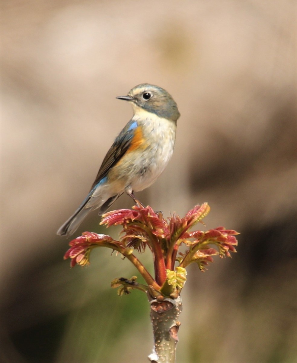 Red-flanked Bluetail - Todd Hull