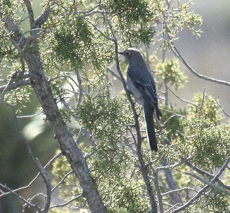 Townsend's Solitaire - ML97564611