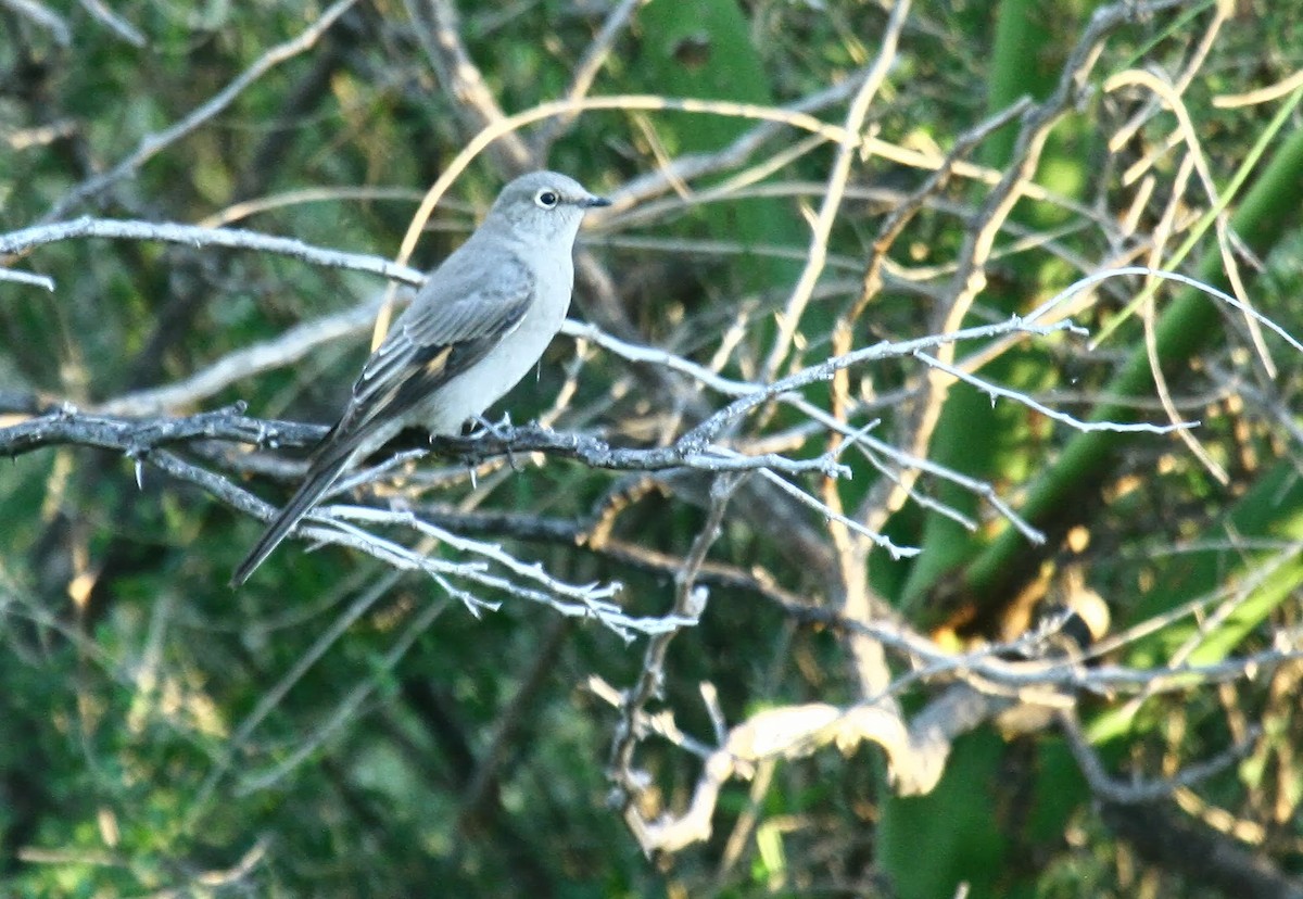 Townsend's Solitaire - ML97565351