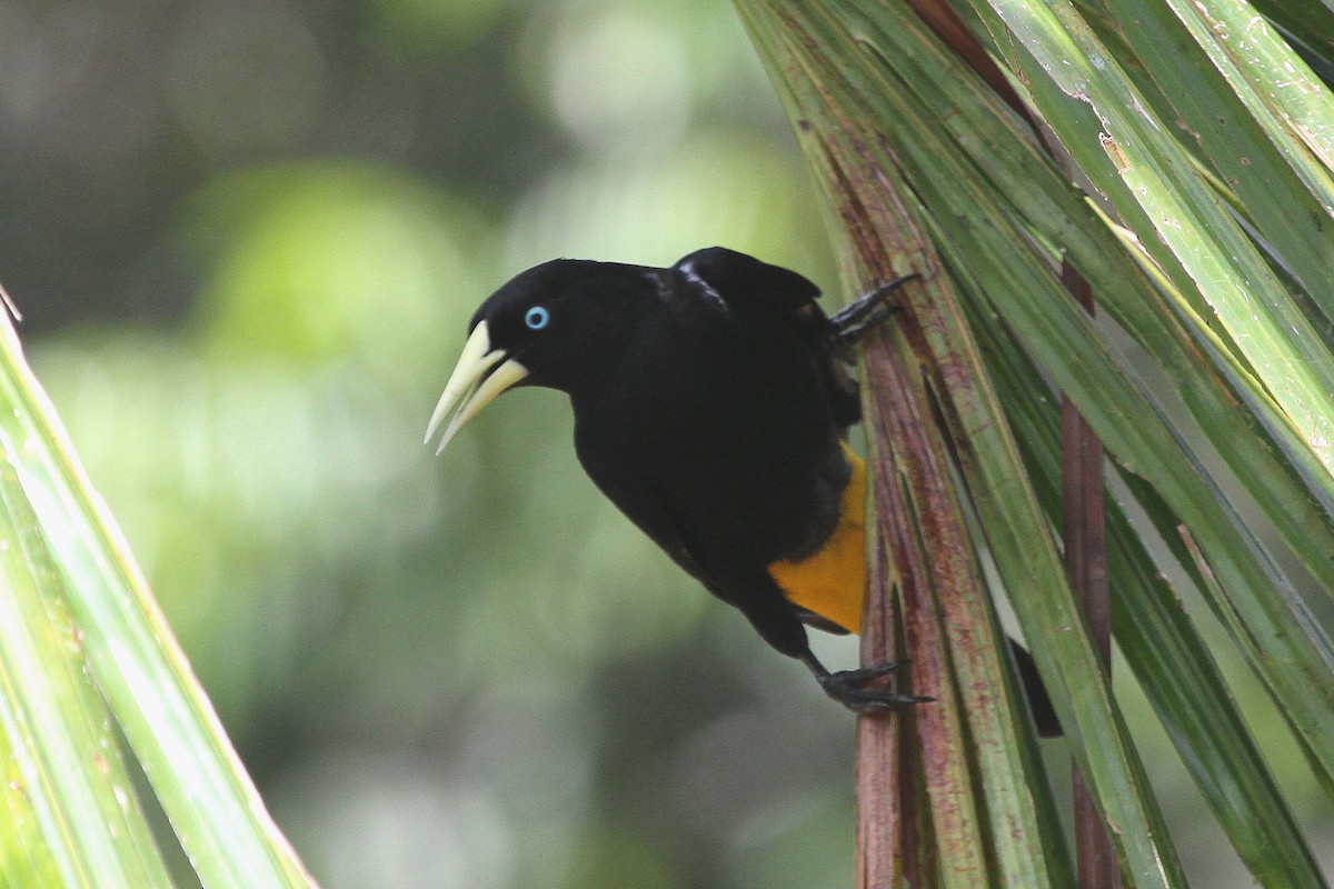 Yellow-rumped Cacique (Amazonian) - Stephen Gast