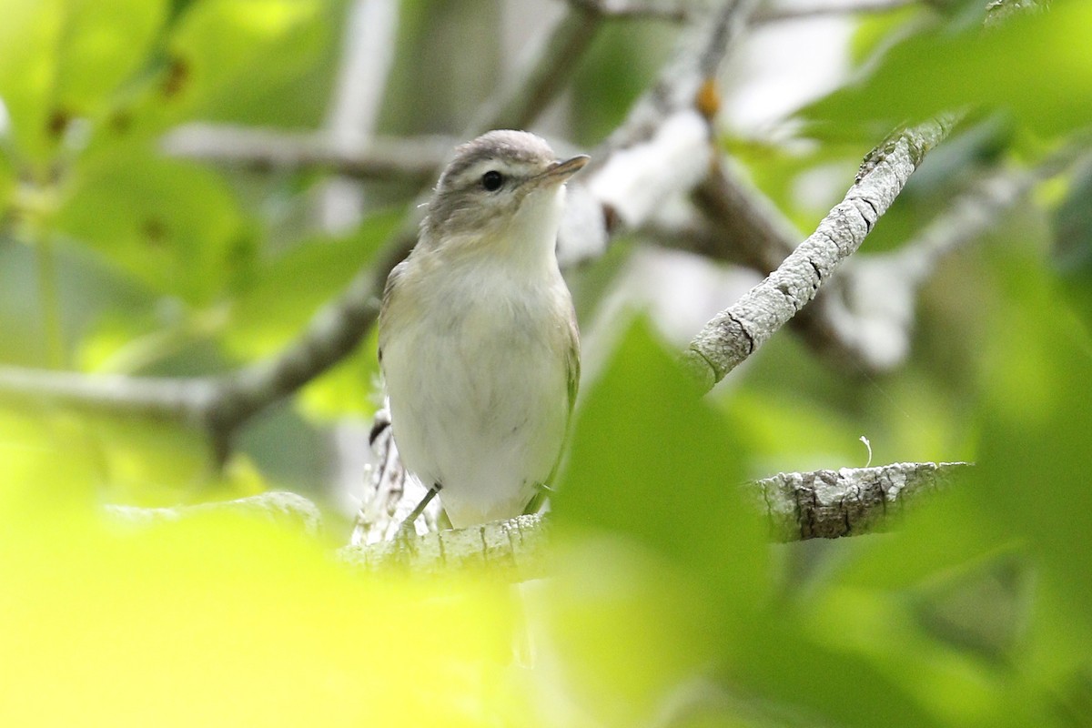 Warbling Vireo - Donna Pomeroy