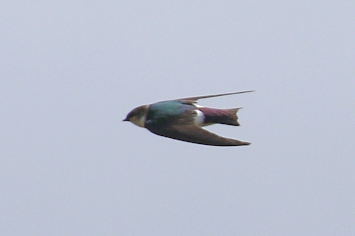Violet-green Swallow - Donna Pomeroy