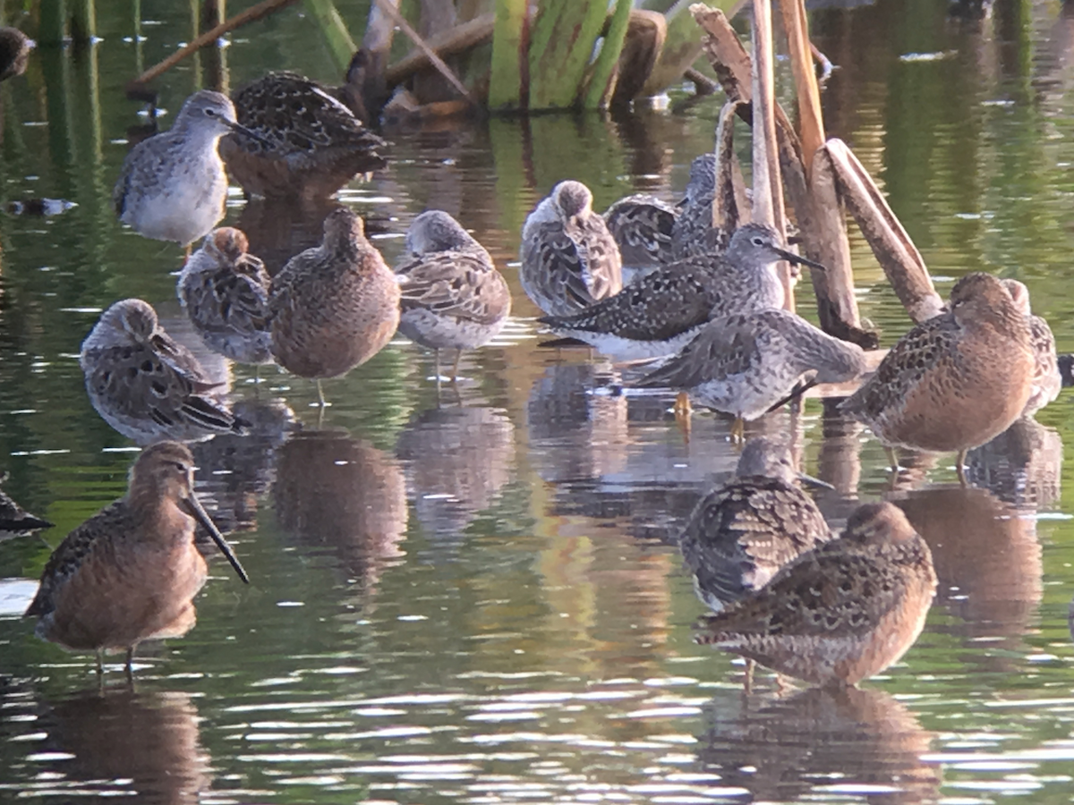 Long-billed Dowitcher - ML97571601