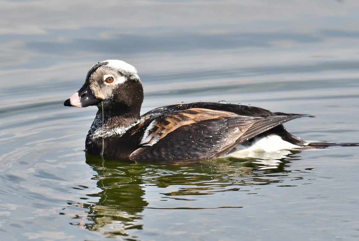 Long-tailed Duck - André Lanouette
