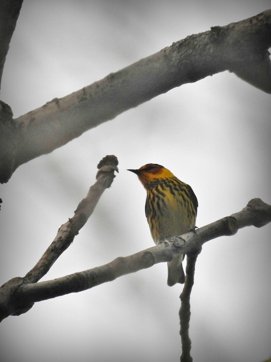 Cape May Warbler - ML97572251