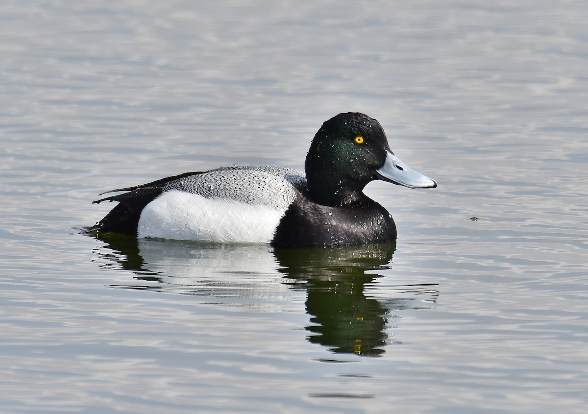 Greater Scaup - André Lanouette