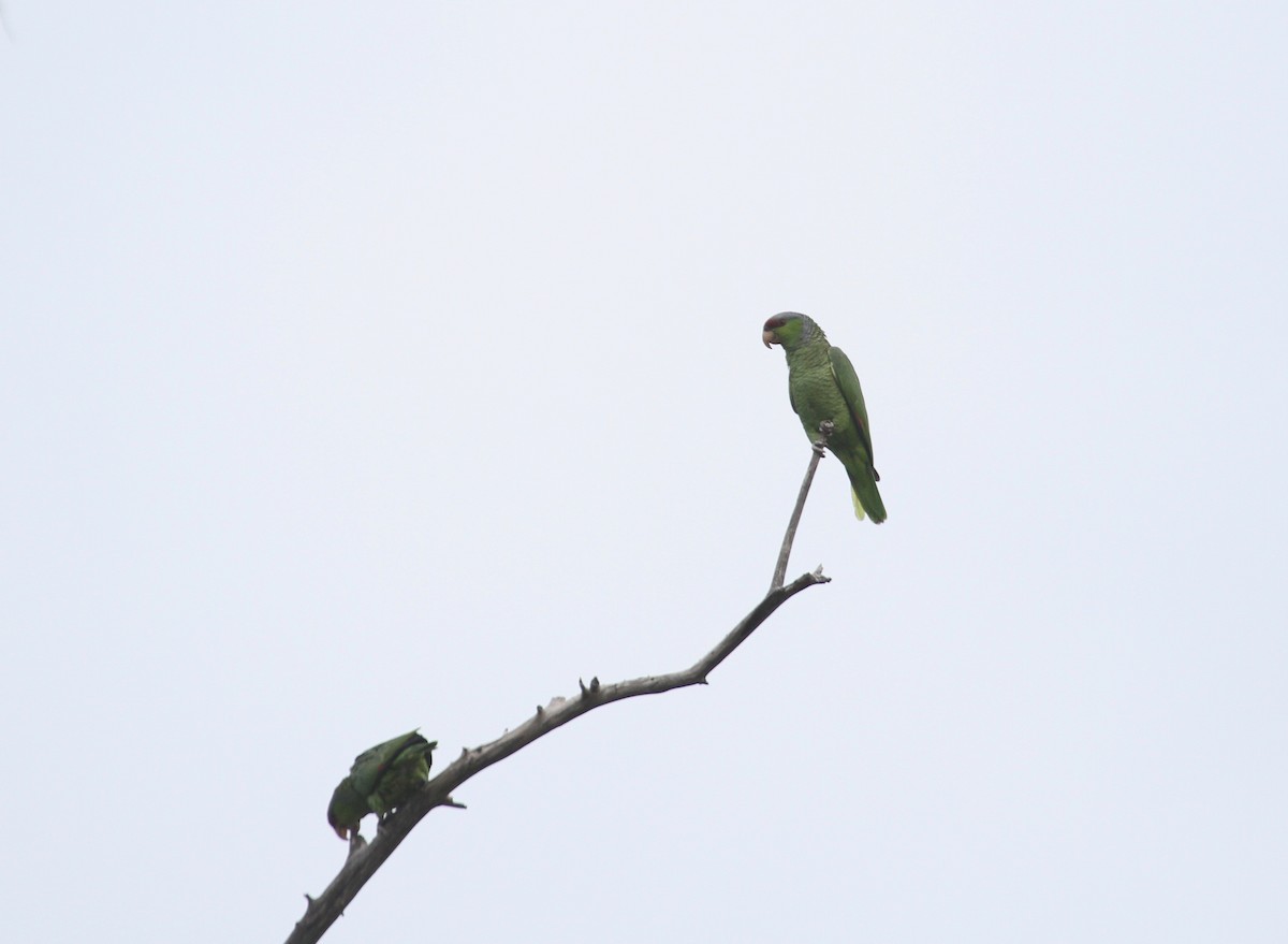 Lilac-crowned Parrot - ML97575061