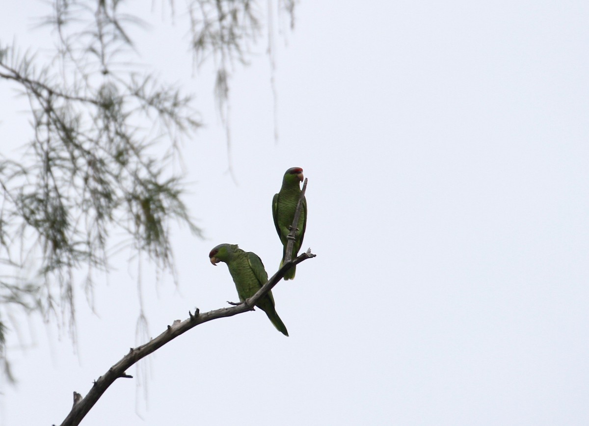 Lilac-crowned Parrot - ML97575191