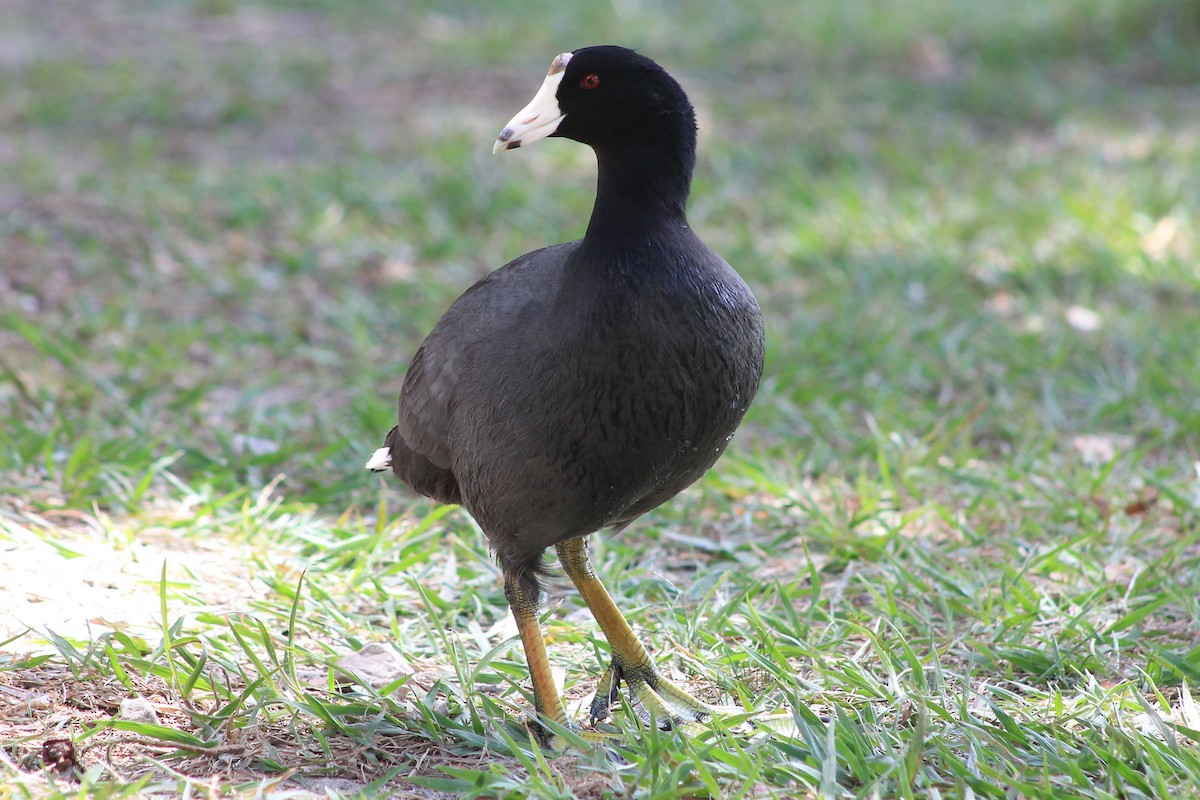 American Coot (Red-shielded) - ML97580121